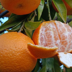 1 x 15 KG. MANDARINAS VARIEDAD ORTANIQUE Mandarinas