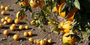 Naranjas aislante acústico