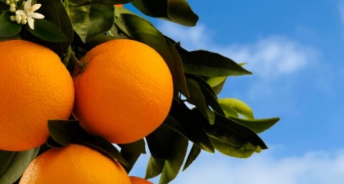 naranja-valenciana