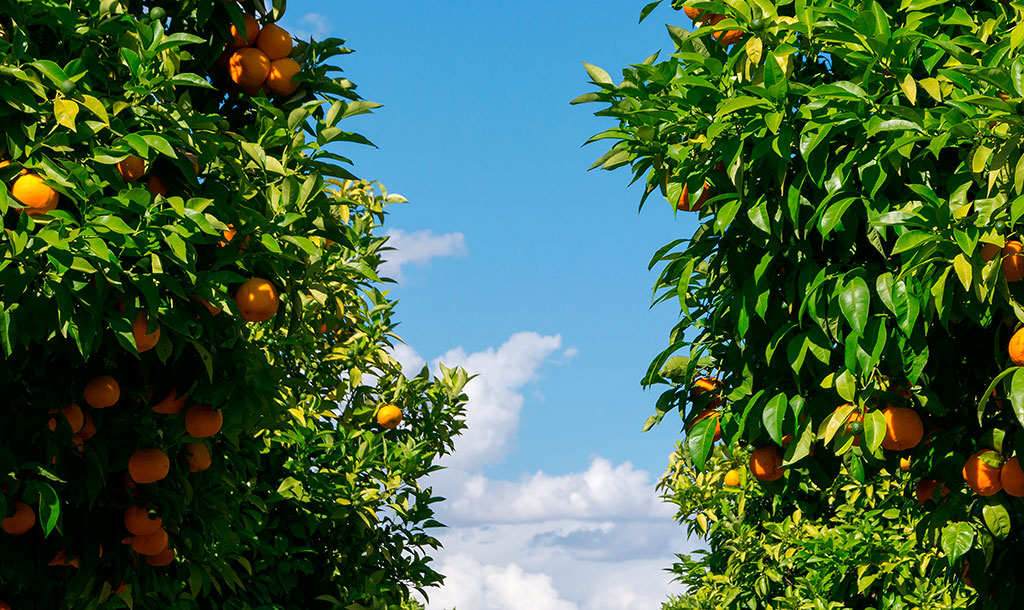 cultivo-naranjas